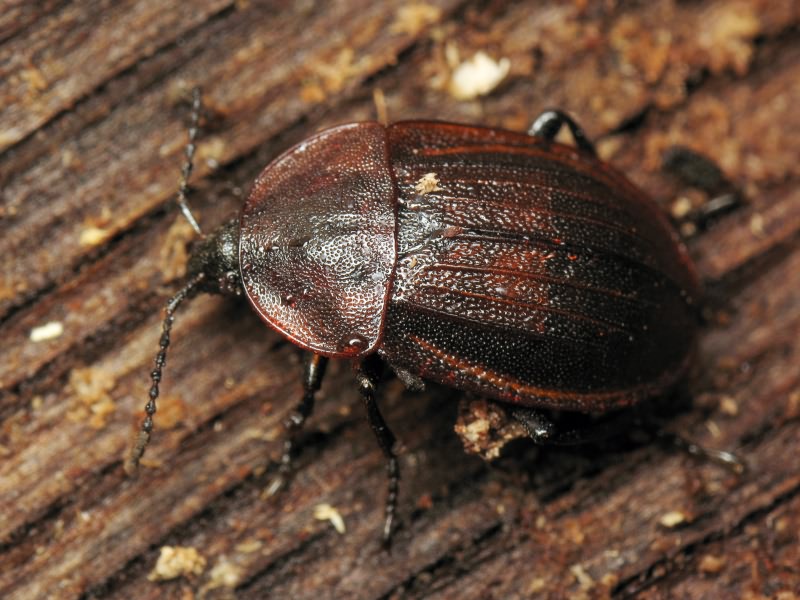 Phosphuga atrata (Linnaeus, 1758)